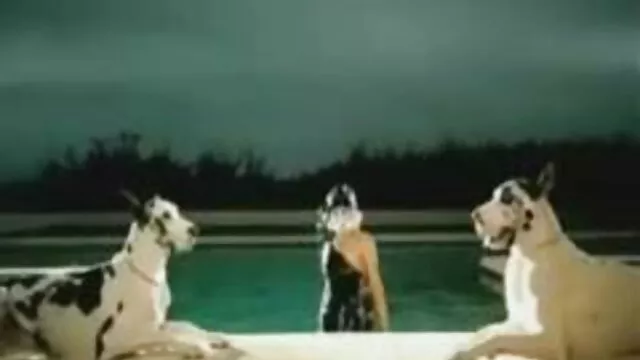 Deux stars du porno, des porno femme avec son chien seins, des dinosaures, un cadeau du Nouvel An.